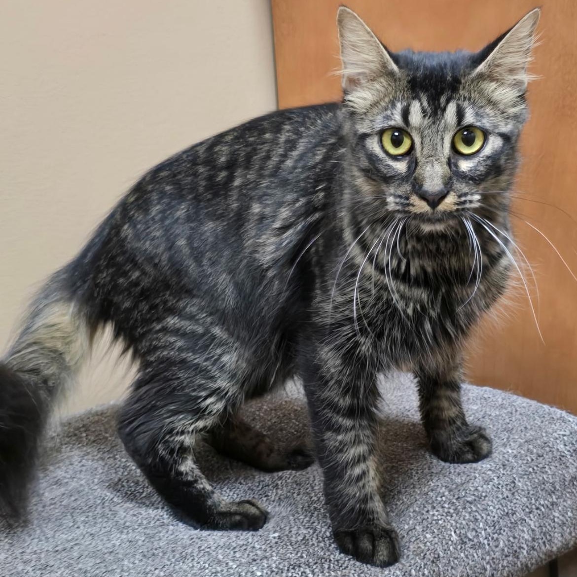 Scarlett, a Adoptable mixed breed in Omaha, NE image 5/6