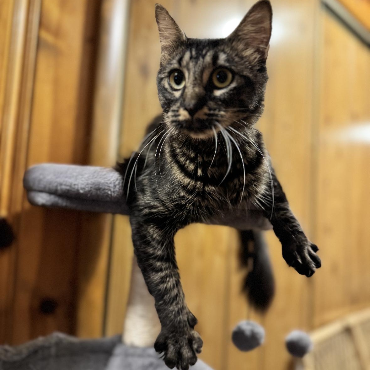 Scarlett, a Adoptable mixed breed in Omaha, NE image 3/6