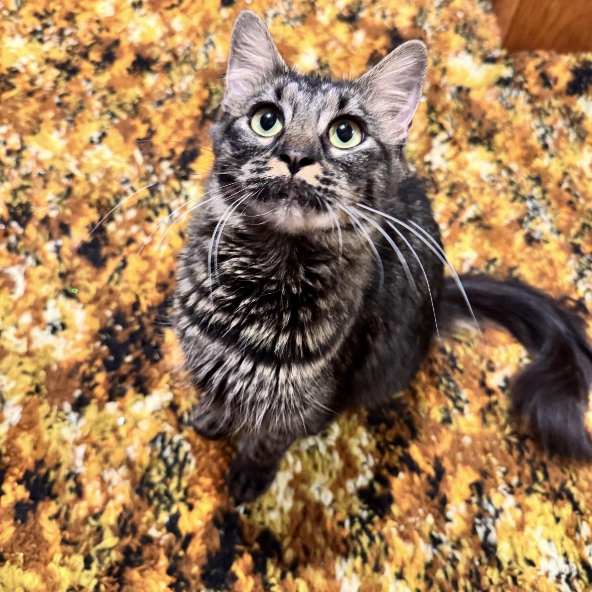 Scarlett, a Adoptable mixed breed in Omaha, NE image 2/6