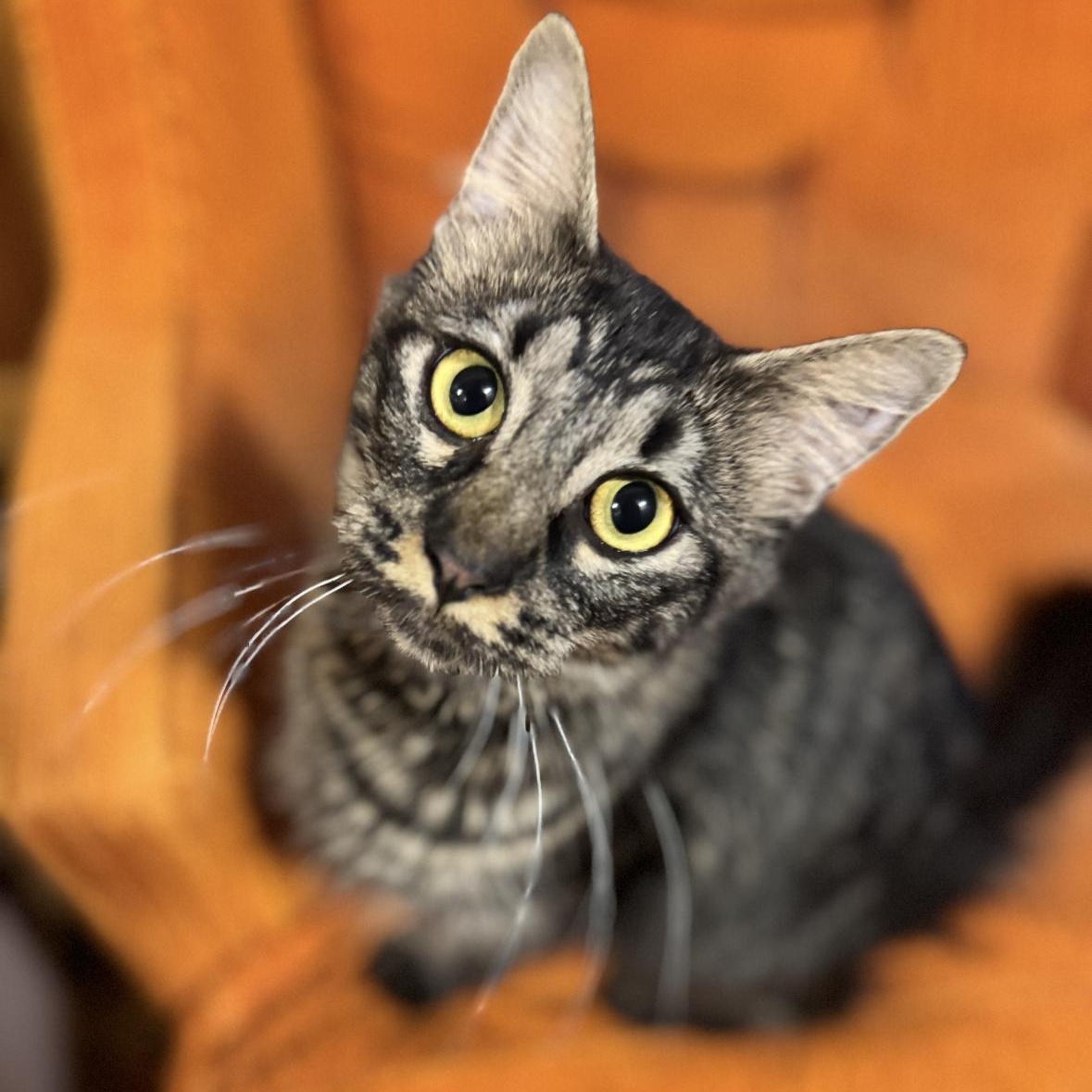 Scarlett, Adoptable, Adult Female Domestic Medium Hair & Tabby.