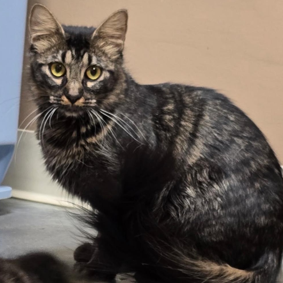 Scarlett, Adoptable, Adult Female Domestic Medium Hair & Tabby.