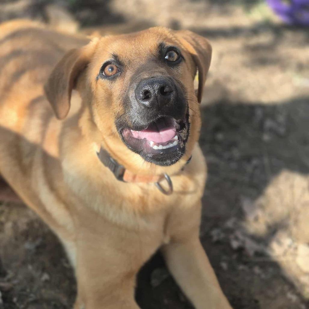 Alice, Adoptable, Young Female Mixed Breed.