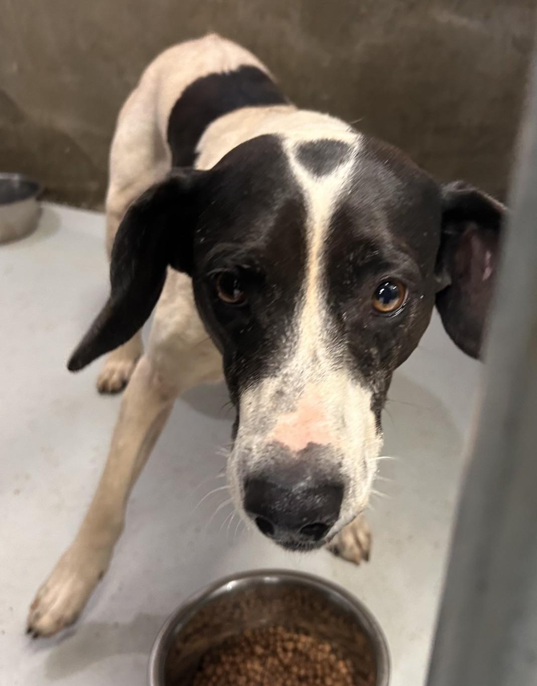 Meanie, ADOPTABLE, Adult Male Bluetick Coonhound.