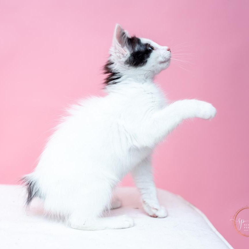 Kiran Exotic Tailless Kitty, a ADOPTABLE mixed breed in Bethel, CT image 2/4