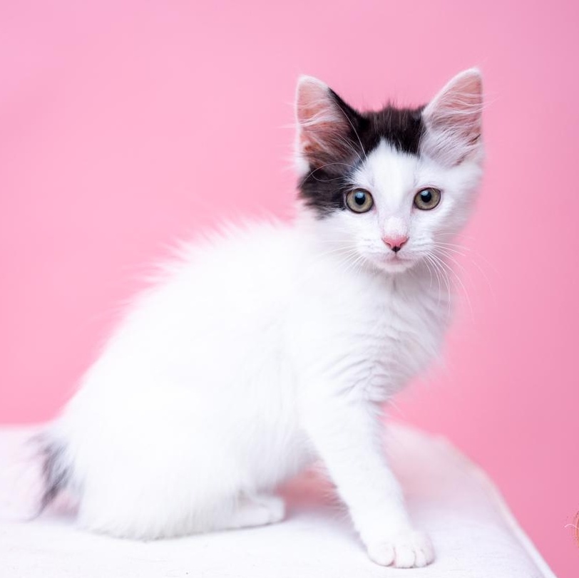 Kiran Exotic Tailless Kitty, a ADOPTABLE mixed breed in Bethel, CT image 3/4