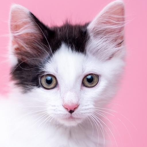 Kiran Exotic Tailless Kitty, ADOPTABLE, Kitten Female Manx & Domestic Medium Hair.