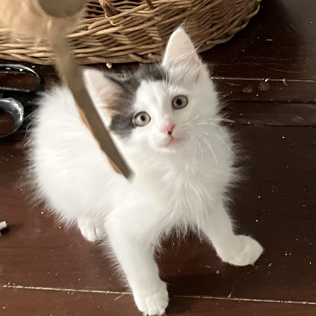 Kiran Exotic Tailless Kitty, a ADOPTABLE mixed breed in Bethel, CT image 4/4