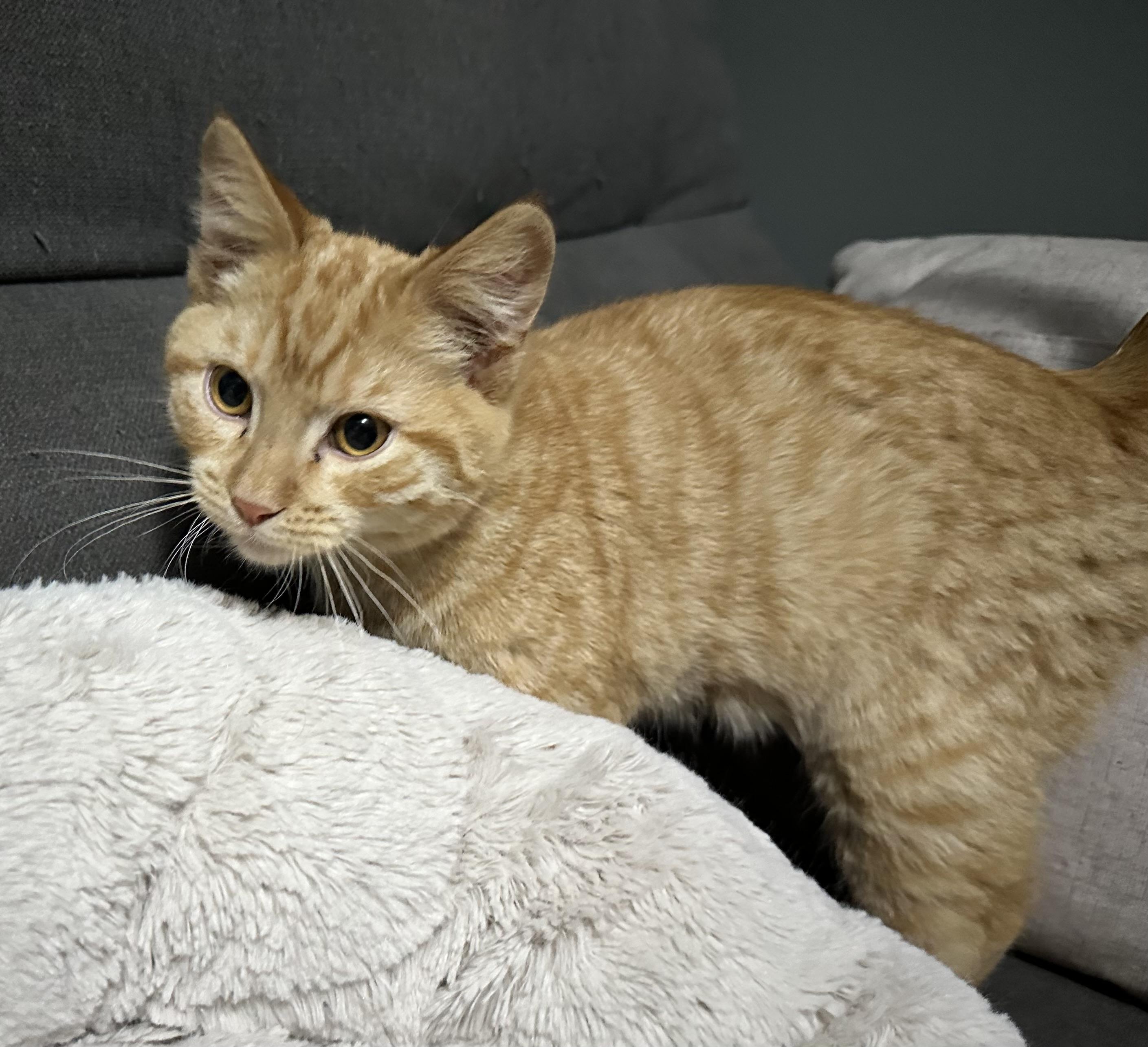 Enlarge Malcolm, a Adoptable Domestic Short Hair in Wallingford, CT image 1/1