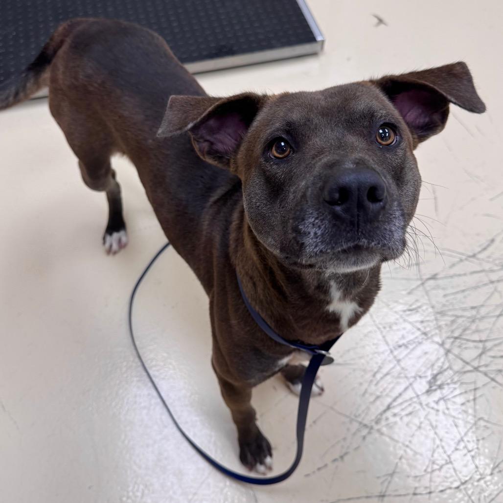Zoom, Adoptable, Young Male Mixed Breed.