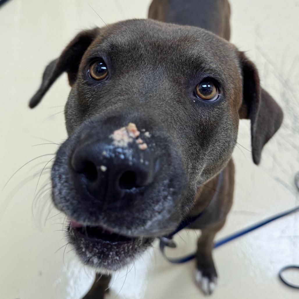 Zoom, a Adoptable Mixed Breed in Winston-Salem, NC image 2/5