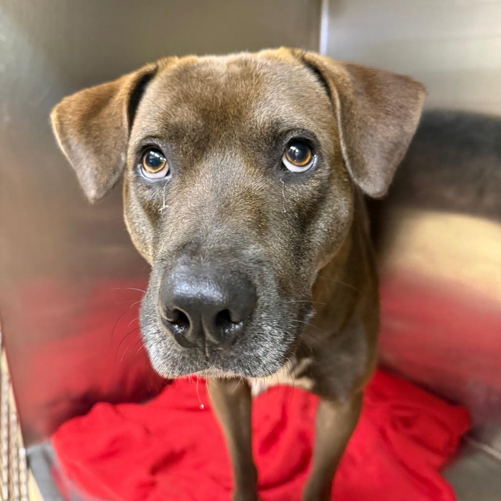 Zoom, a Adoptable Mixed Breed in Winston-Salem, NC image 3/5