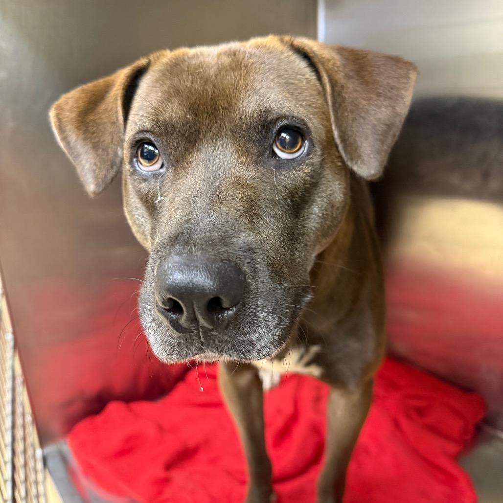Zoom, a Adoptable Mixed Breed in Winston-Salem, NC image 4/5