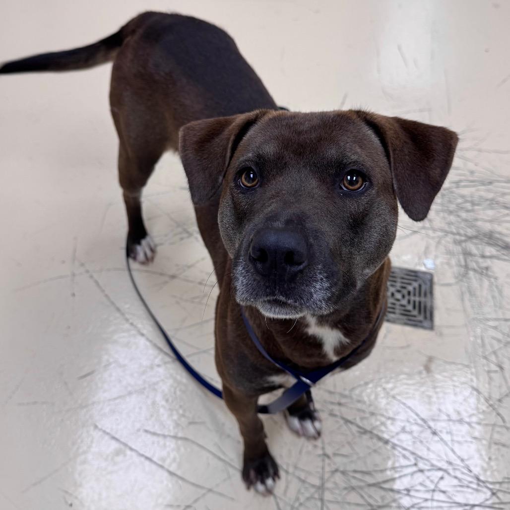 Zoom, a Adoptable Mixed Breed in Winston-Salem, NC image 5/5
