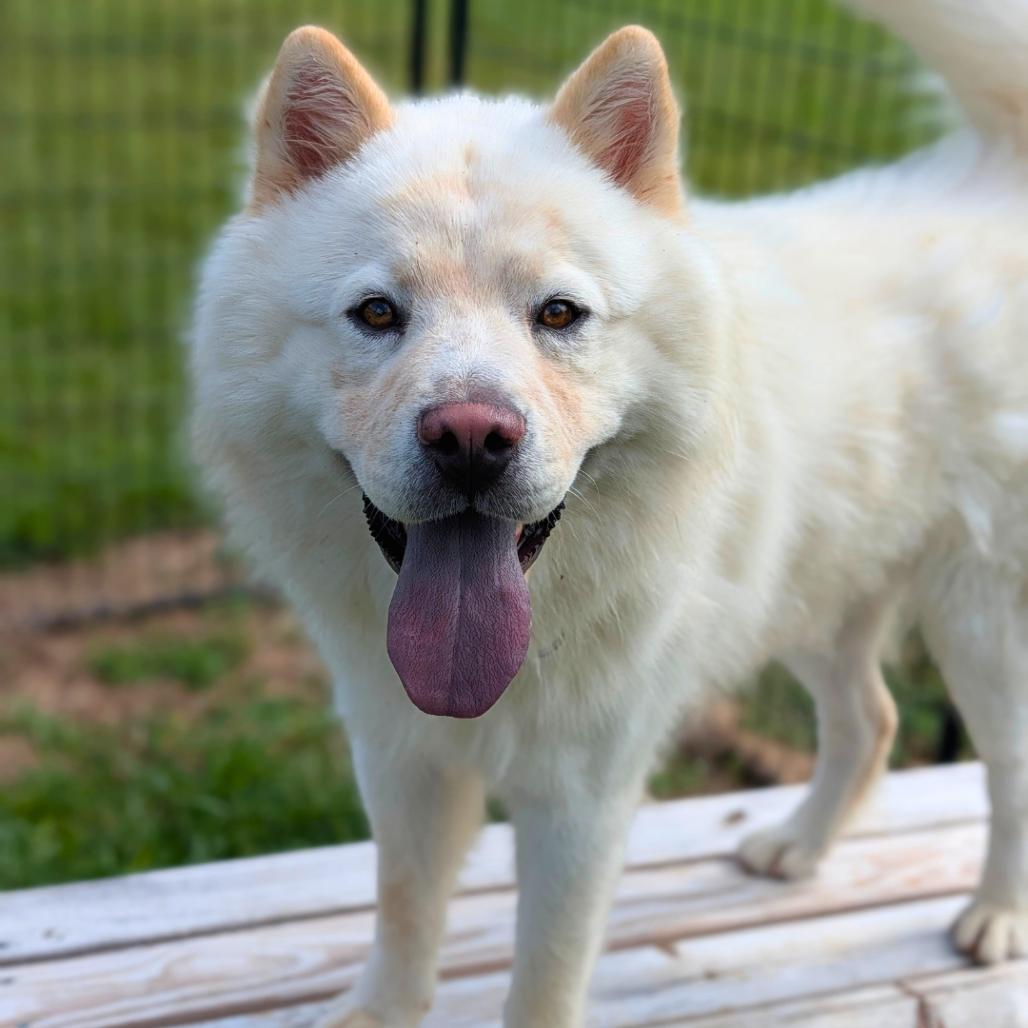 Enlarge Peking 09-1106, a Adoptable mixed breed in Tyrone, GA image 1/6