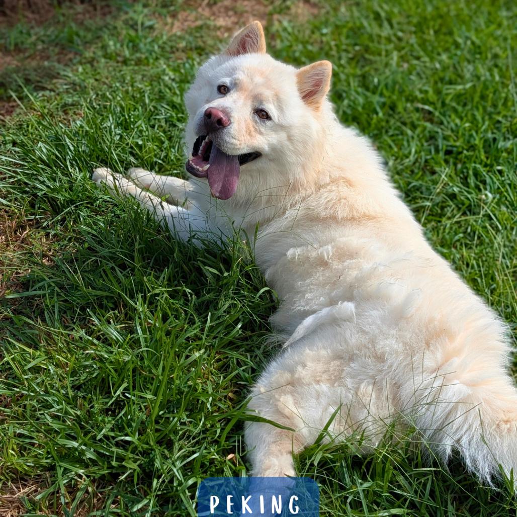 Enlarge Peking 09-1106, a Adoptable mixed breed in Tyrone, GA image 2/6