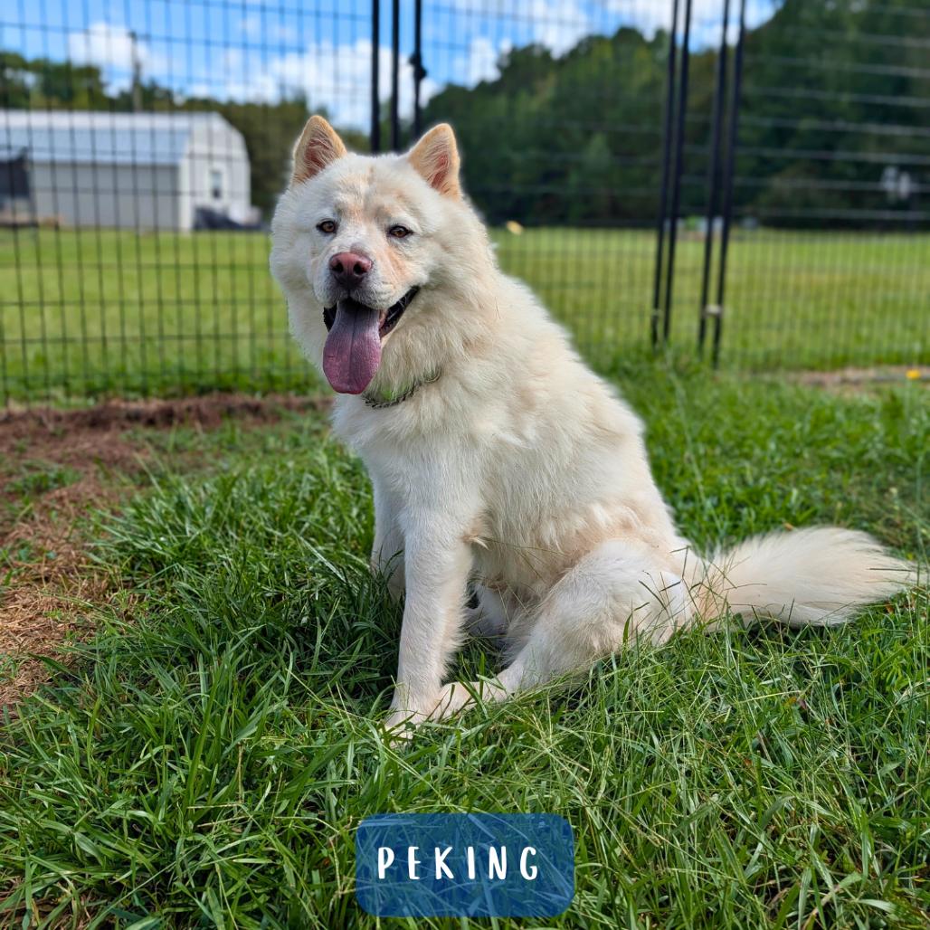 Enlarge Peking 09-1106, a Adoptable mixed breed in Tyrone, GA image 3/6
