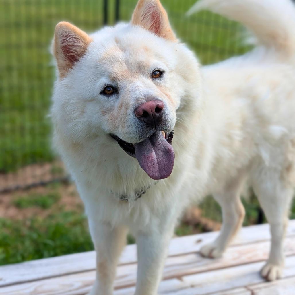 Enlarge Peking 09-1106, a Adoptable mixed breed in Tyrone, GA image 4/6