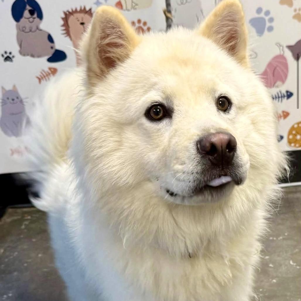 Enlarge Peking 09-1106, a Adoptable mixed breed in Tyrone, GA image 5/6