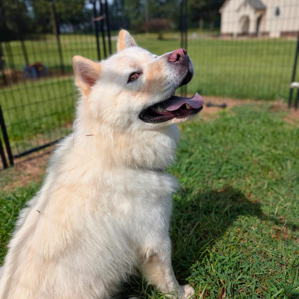 Enlarge Peking 09-1106, a Adoptable mixed breed in Tyrone, GA image 6/6