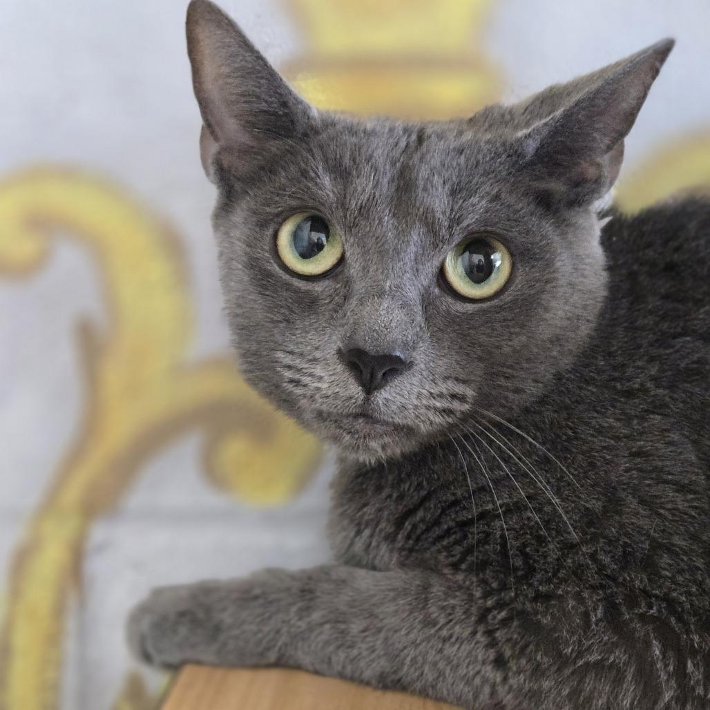 Enlarge Mia, a Adoptable Domestic Short Hair in Laredo, TX image 1/1