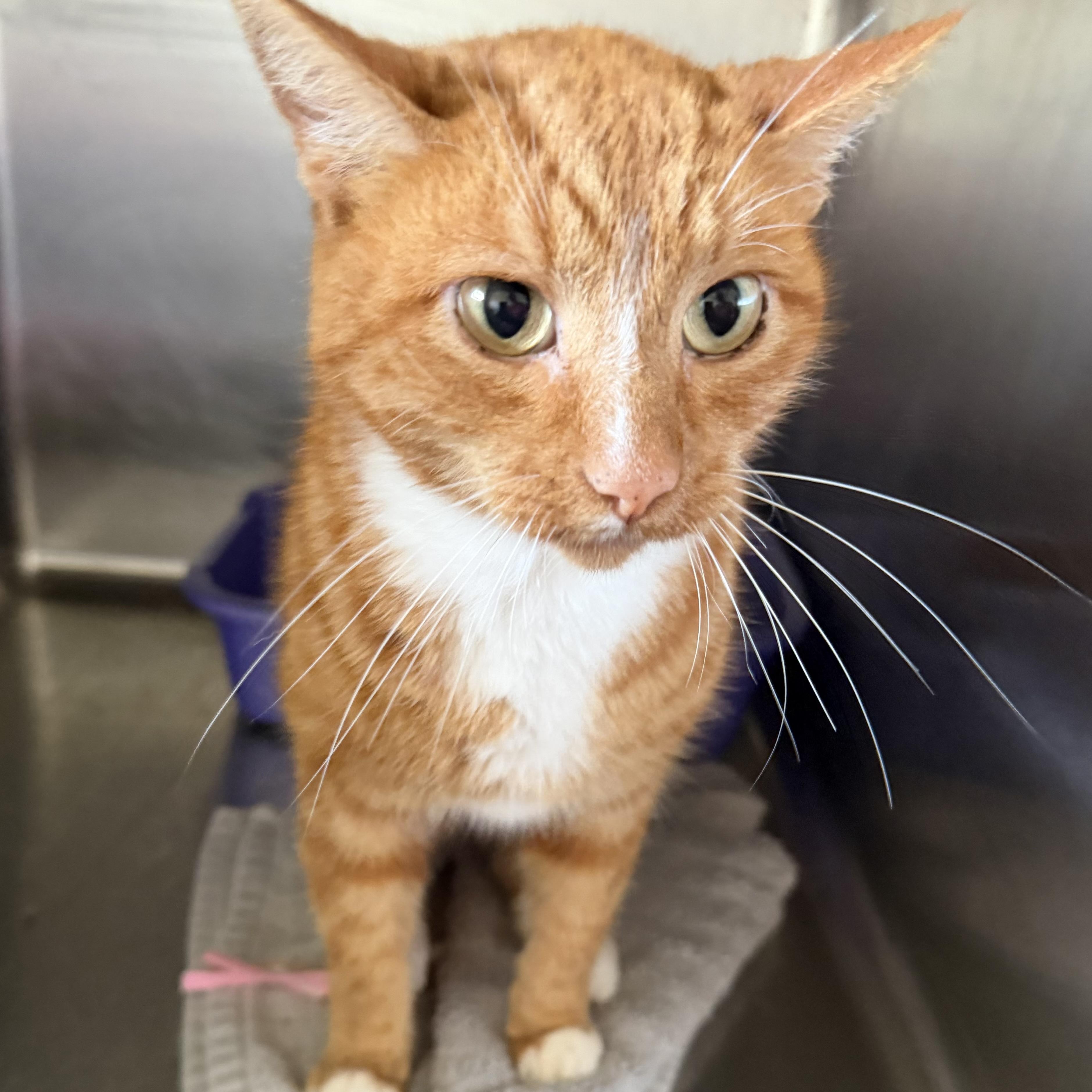 Rusty, adopted, Young Male Domestic Short Hair.