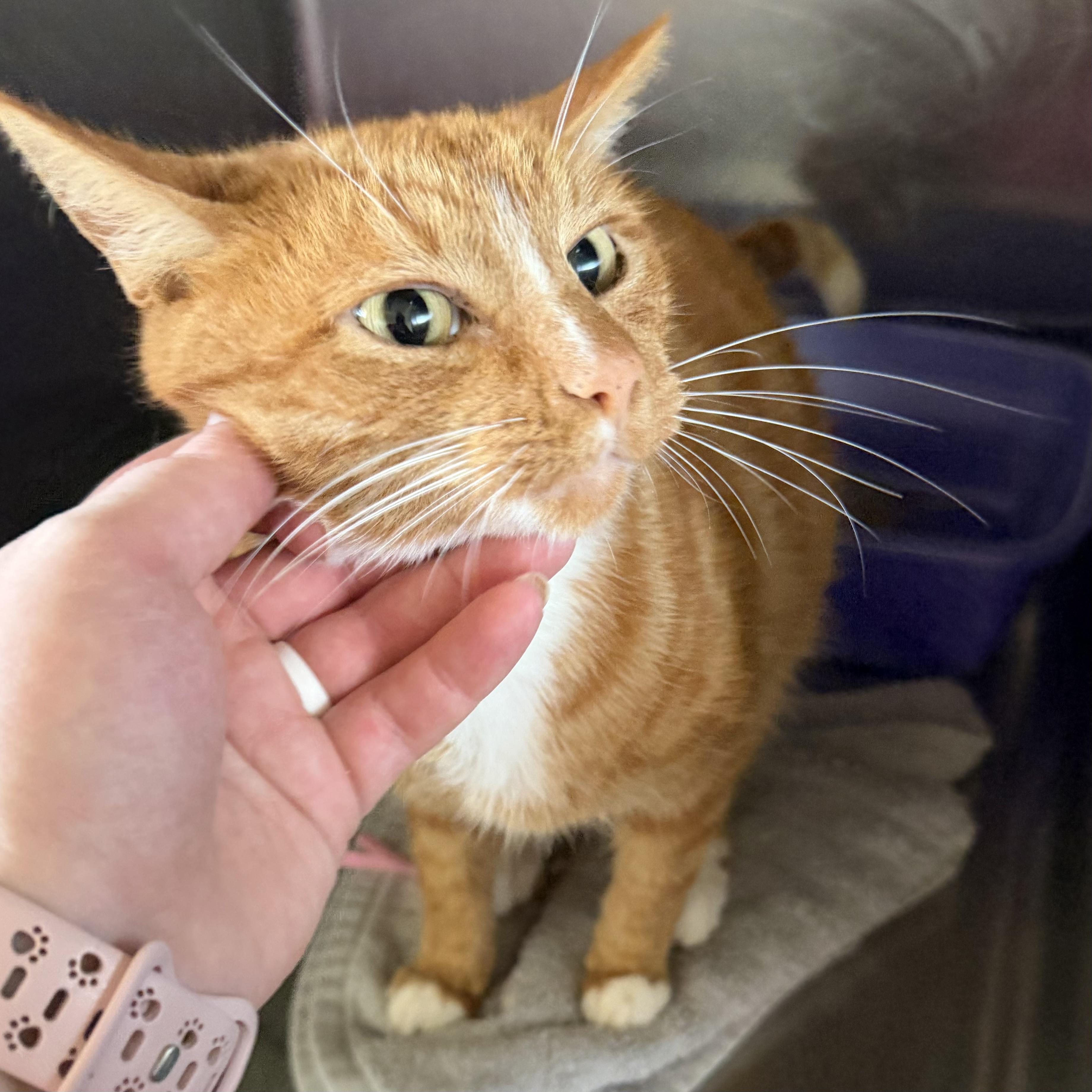 Rusty, an adopted mixed breed in Trenton, MO image 2/2