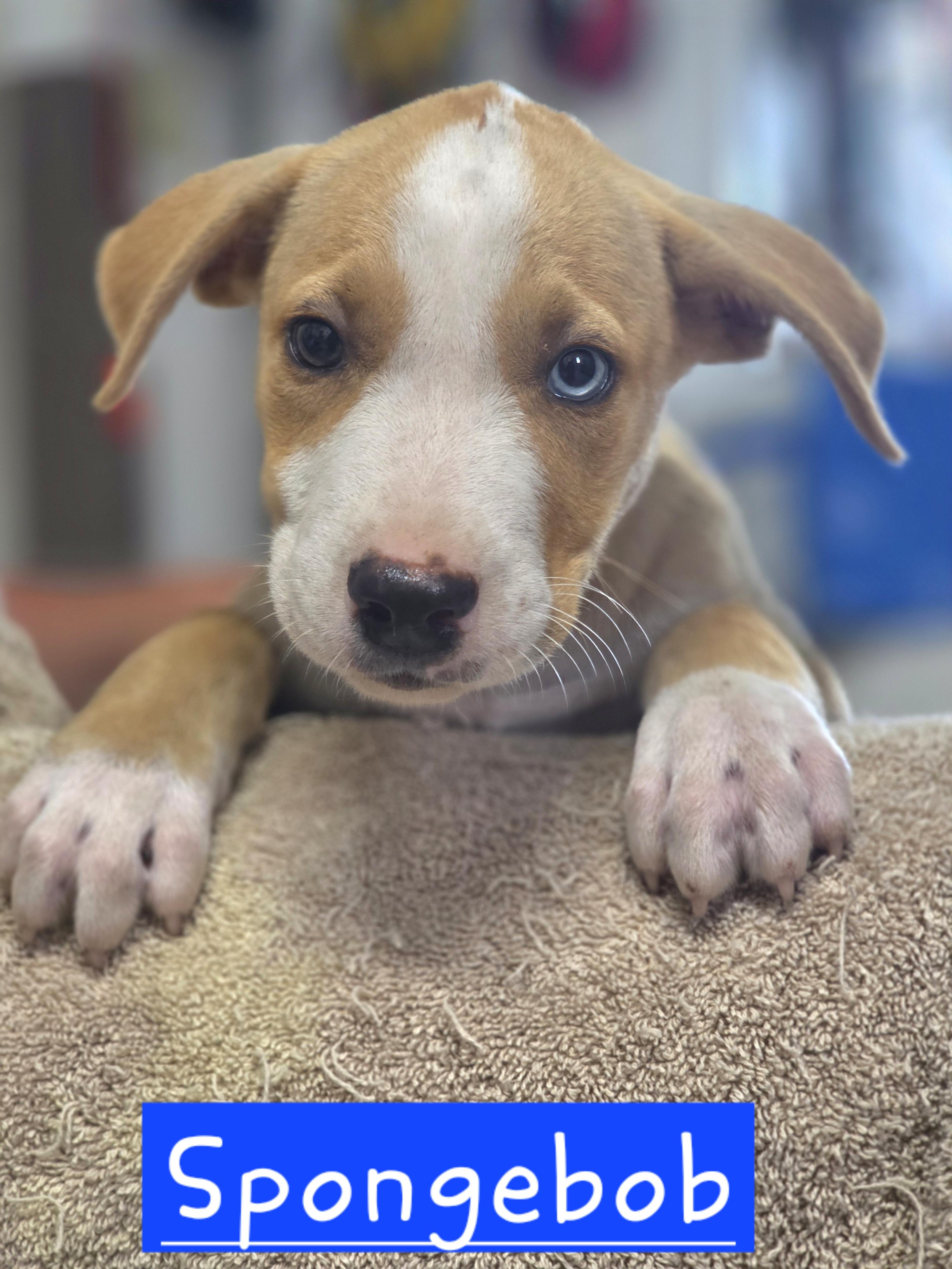 Enlarge Spongebob, an adopted mixed breed in Walthill, NE image 1/1