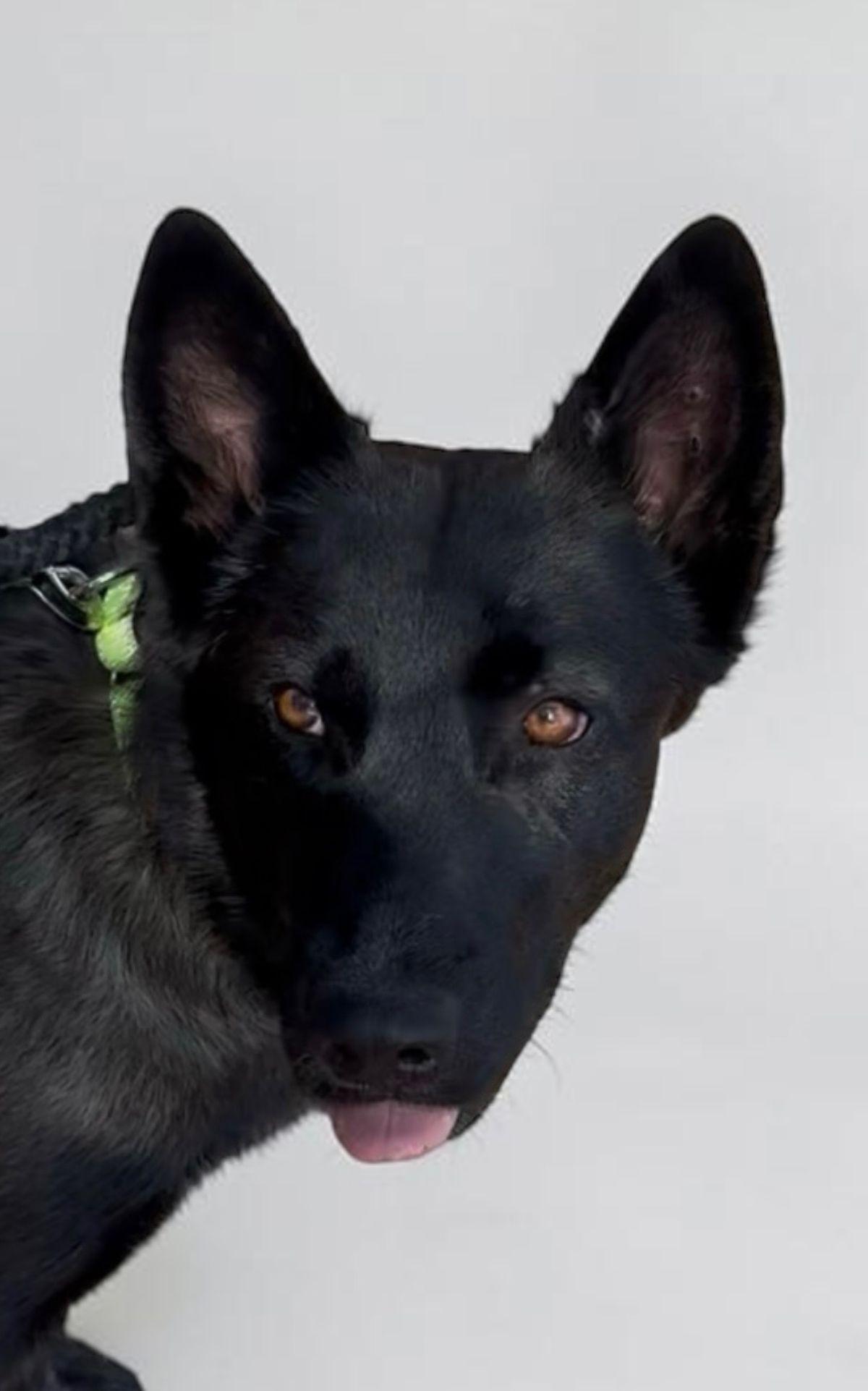 Enlarge Journey, a Adoptable Shepherd in Kingman, AZ image 1/1