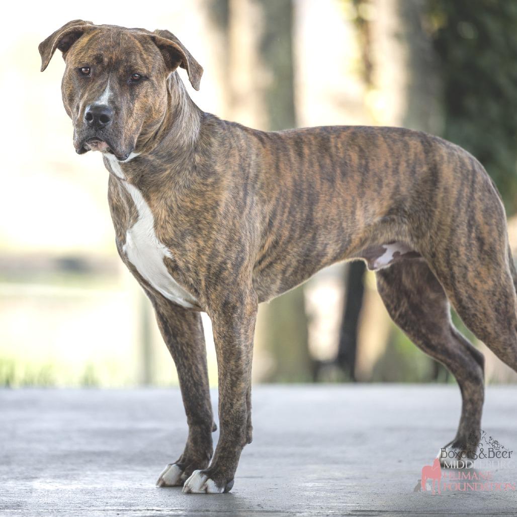 Enlarge Magneto, a Adoptable Mixed Breed in Marshall, VA image 1/6