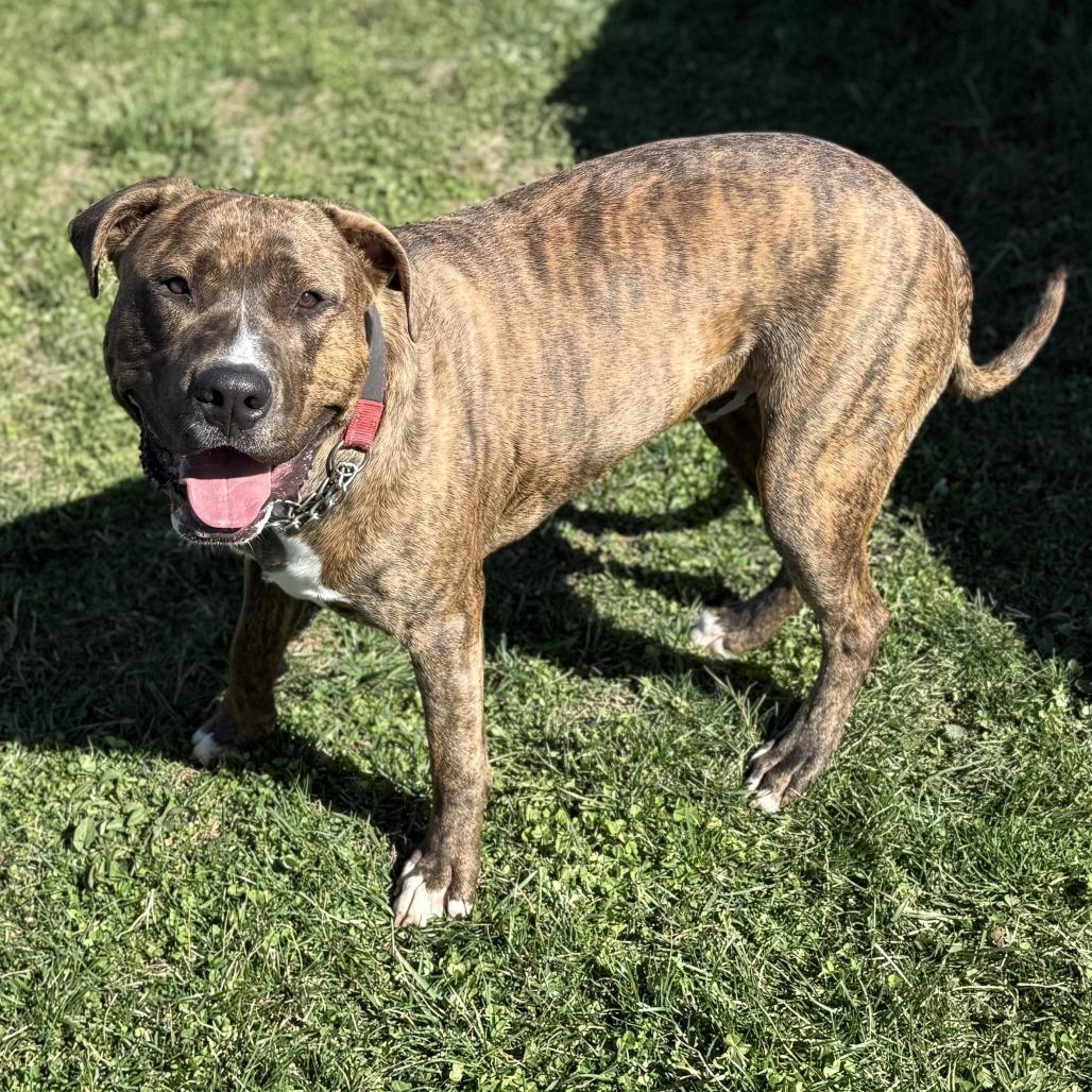 Magneto (Experienced Dog Owner Required), Adoptable, Young Male Mixed Breed.