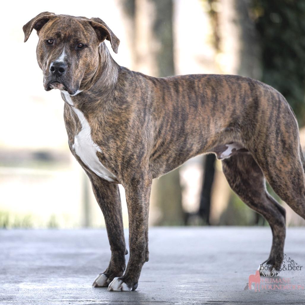 Enlarge Magneto (Experienced Dog Owner Required), a Adoptable Mixed Breed in Marshall, VA image 2/6