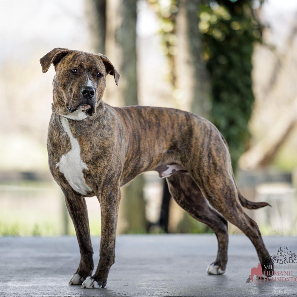 Enlarge Magneto, a Adoptable Mixed Breed in Marshall, VA image 4/6