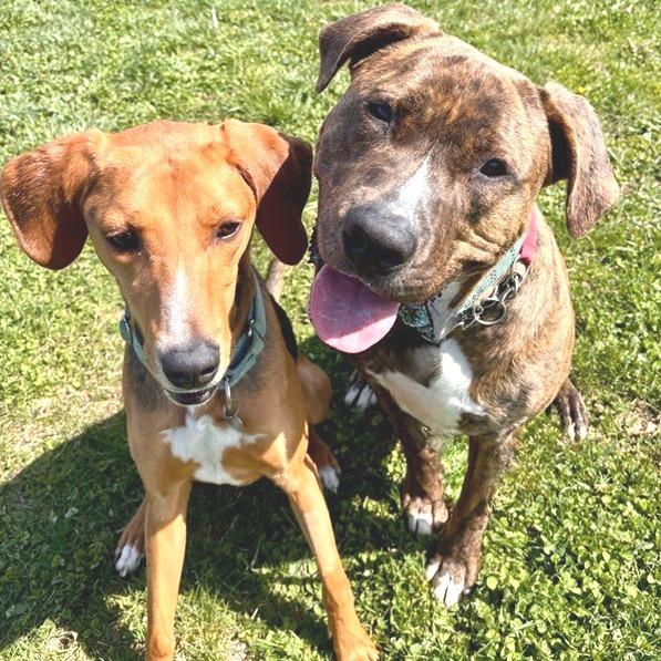 Enlarge Magneto, a Adoptable Mixed Breed in Marshall, VA image 5/6