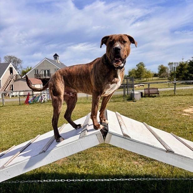 Enlarge Magneto (Experienced Dog Owner Required), a Adoptable Mixed Breed in Marshall, VA image 3/6