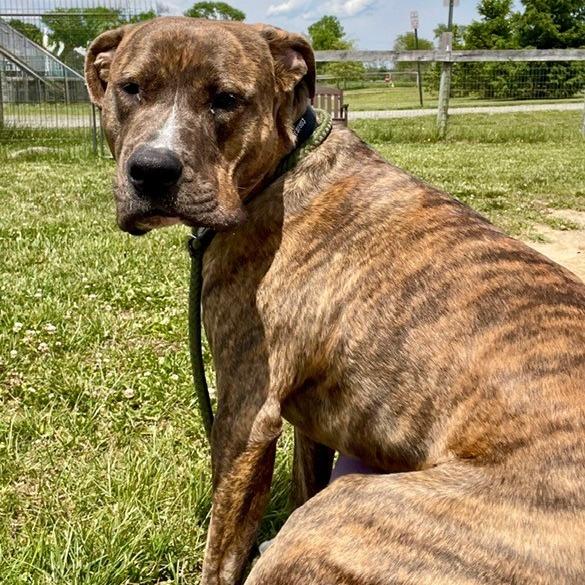 Enlarge Magneto (Experienced Dog Owner Required), a Adoptable Mixed Breed in Marshall, VA image 4/6