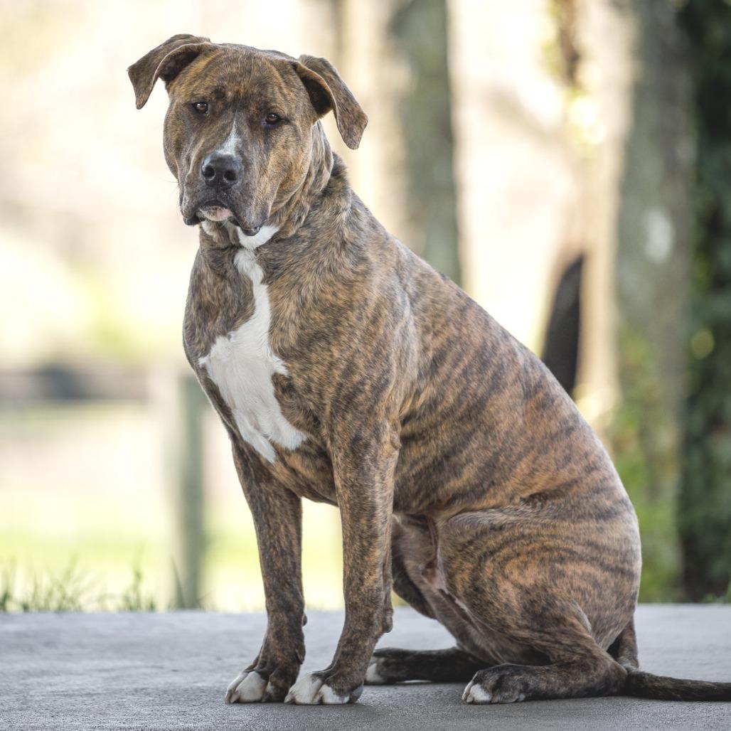 Enlarge Magneto (Experienced Dog Owner Required), a Adoptable Mixed Breed in Marshall, VA image 5/6