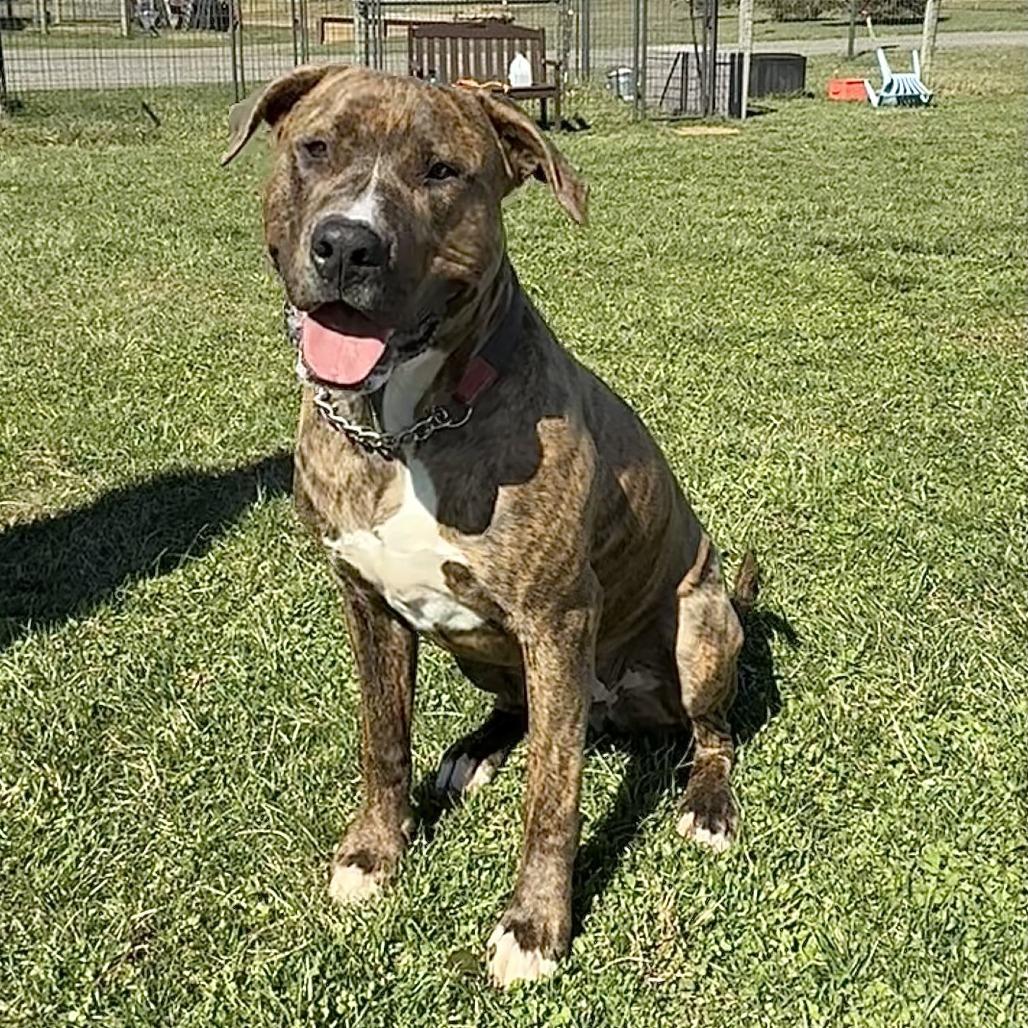 Enlarge Magneto, a Adoptable Mixed Breed in Marshall, VA image 6/6