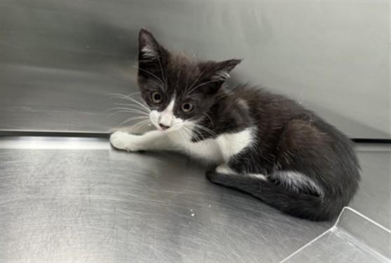 Enlarge THUNDER, a Adoptable Domestic Short Hair in Antioch, CA image 1/1