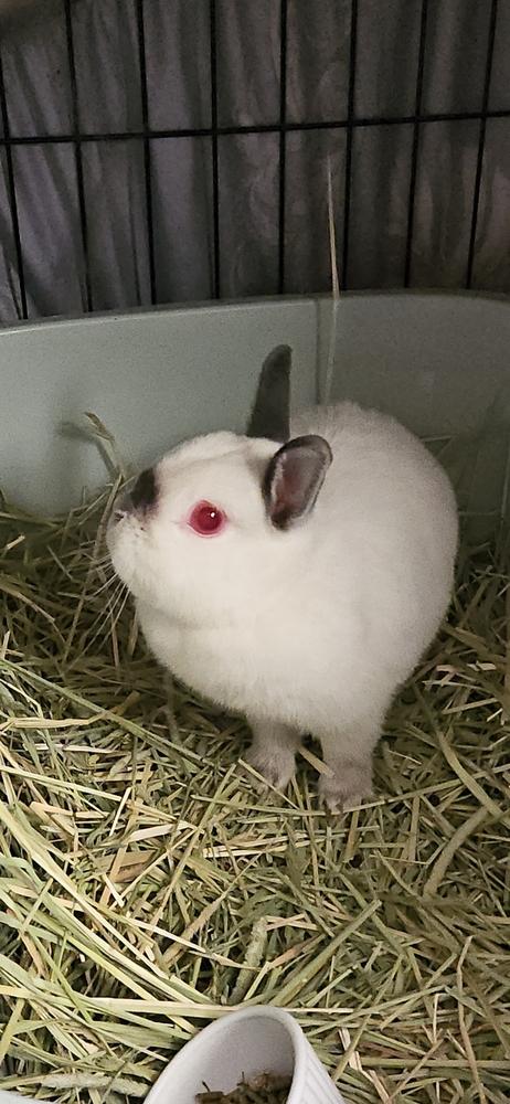 Enlarge Munchie, a Adoptable mixed breed in Deltona, FL image 1/1
