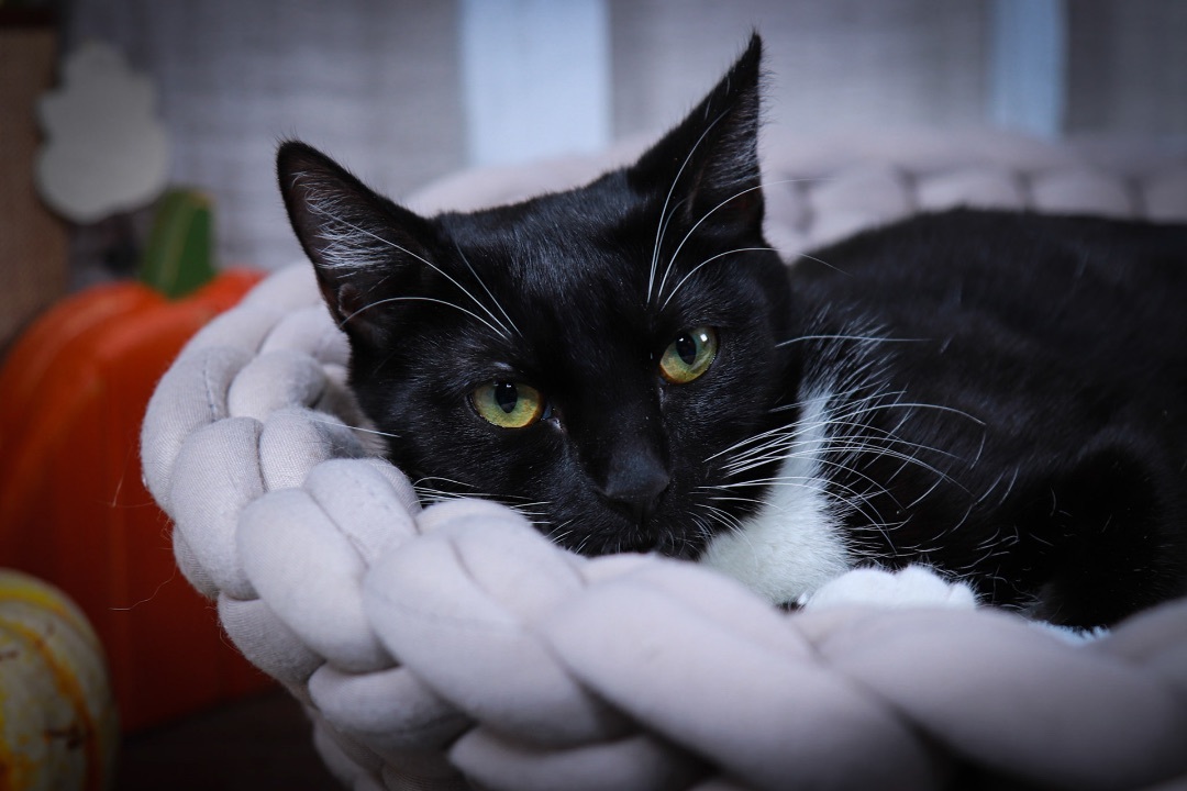 Bruno & Luna, a Adoptable mixed breed in Parker, TX image 1/6