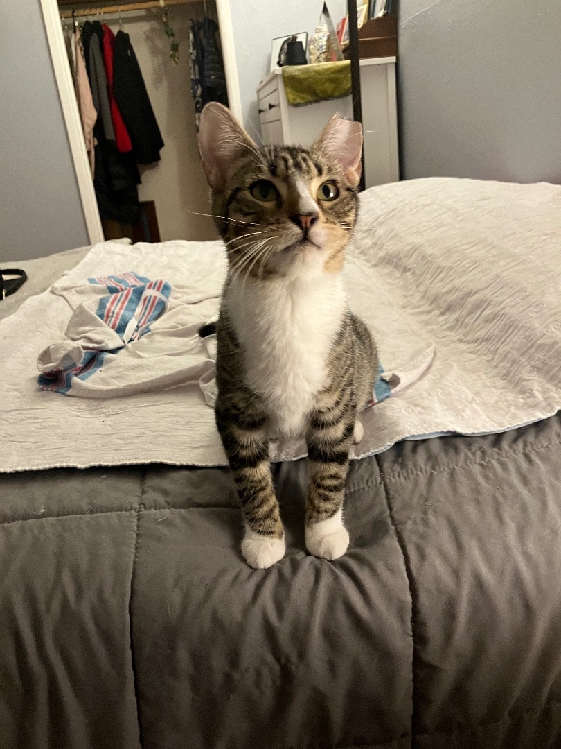 Bruno & Luna, a Adoptable mixed breed in Parker, TX image 2/6