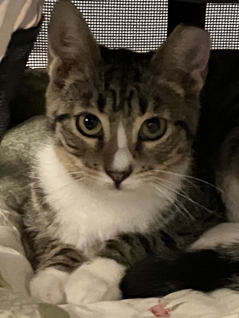 Bruno & Luna, a Adoptable mixed breed in Parker, TX image 3/6