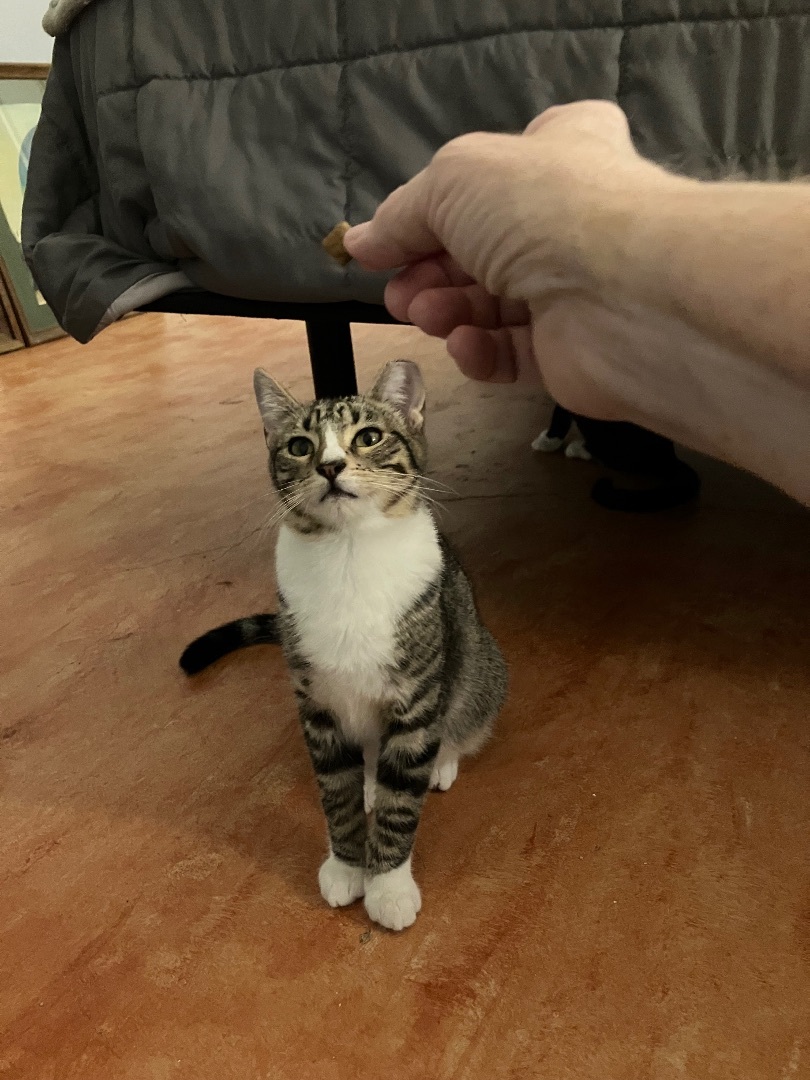 Bruno & Luna, a Adoptable mixed breed in Parker, TX image 4/6