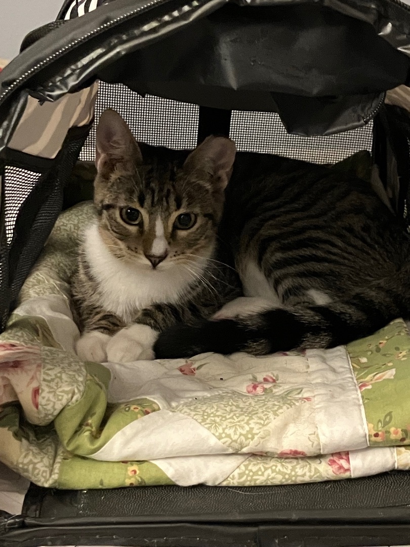 Bruno & Luna, a Adoptable mixed breed in Parker, TX image 5/6