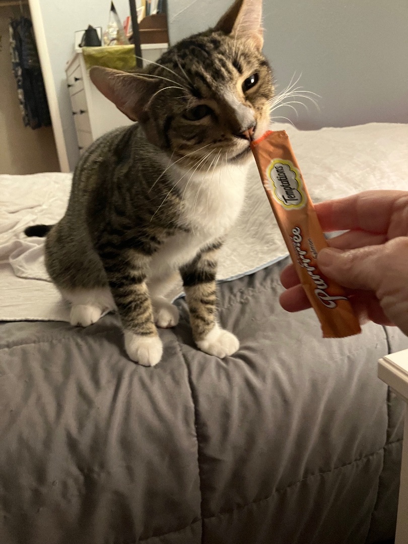 Bruno & Luna, a Adoptable mixed breed in Parker, TX image 6/6