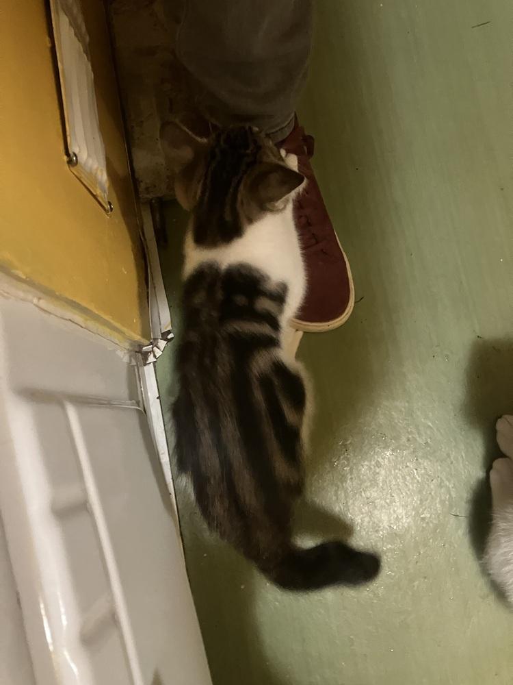 Slashburn, Adoptable, Kitten Male Domestic Short Hair.