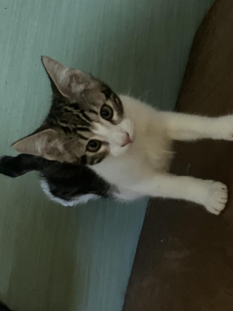 Slashburn, a Adoptable mixed breed in Bellingham, WA image 2/2