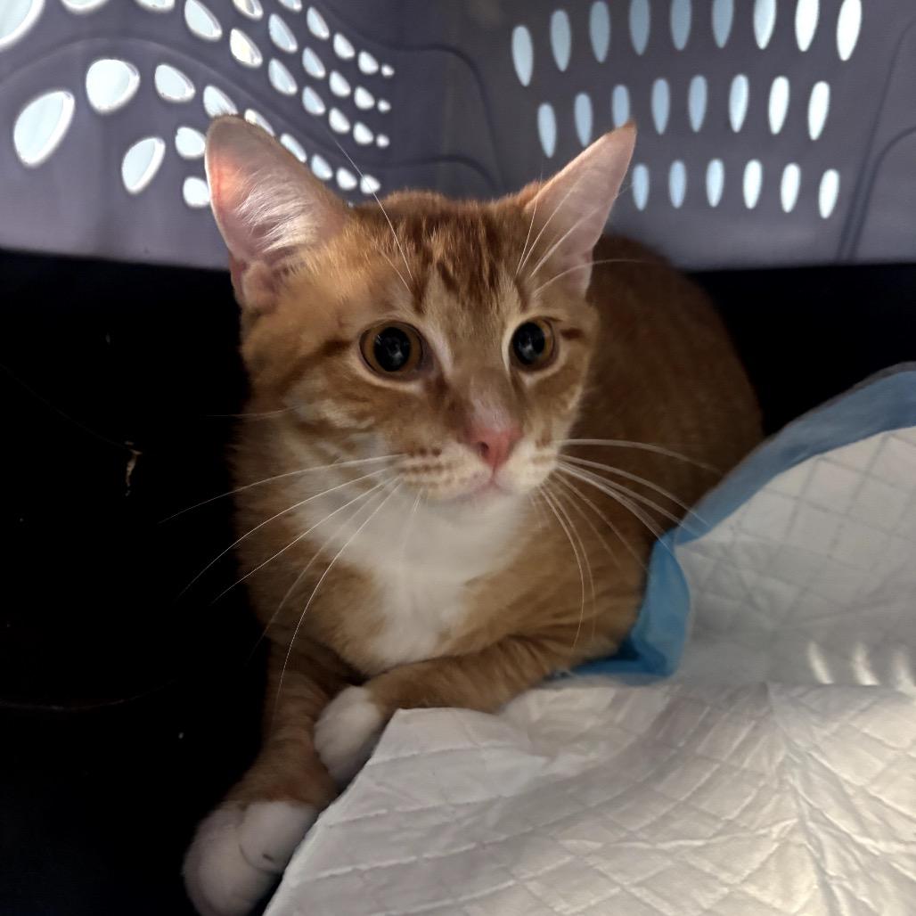 Milo, Adoptable, Young Male Domestic Short Hair.