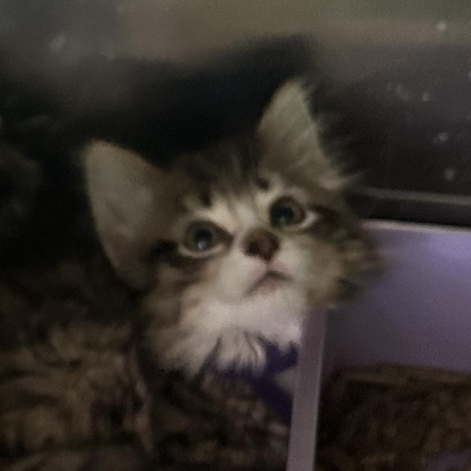 Wendy, Adoptable, Kitten Female Domestic Long Hair.