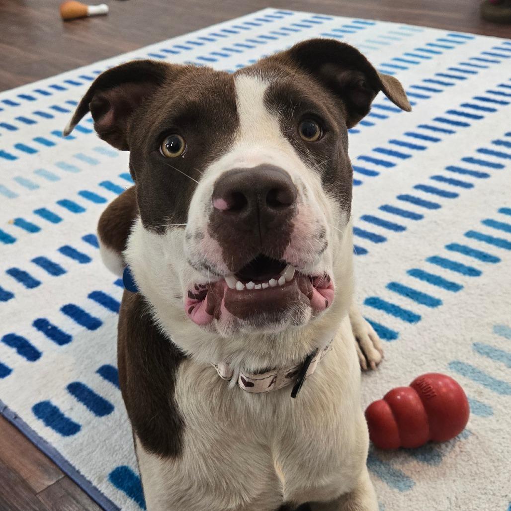 Enlarge Big Mac, a Adoptable mixed breed in Ocala, FL image 5/6